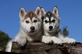 SIBERIAN HUSKY 711